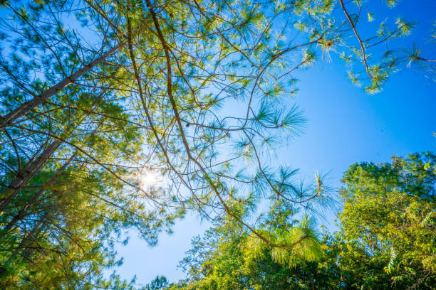 istock sunlight in the pine forest in autumn 1402654371