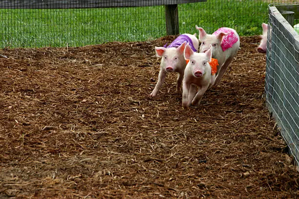 Photo of Day at the pig races