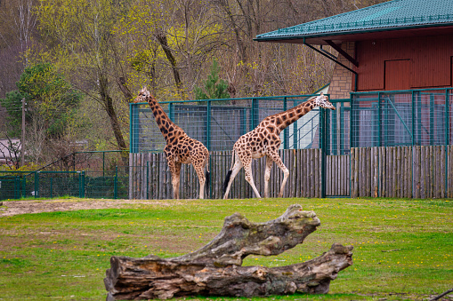 A group of giraffes, outdoor Zoo, Prague