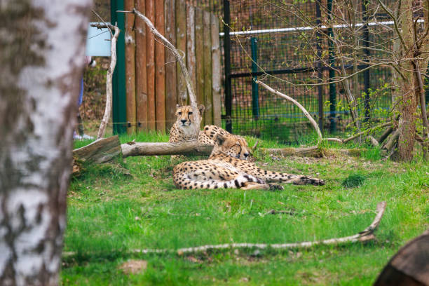 istock Beautiful cheetah lying down in the zoo 1402655244