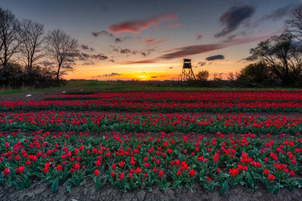 istock Sunset over the blooming tulip field in Poland 1402655314