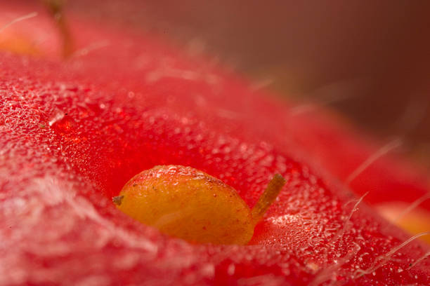 istock Detail of strawberry 140265544