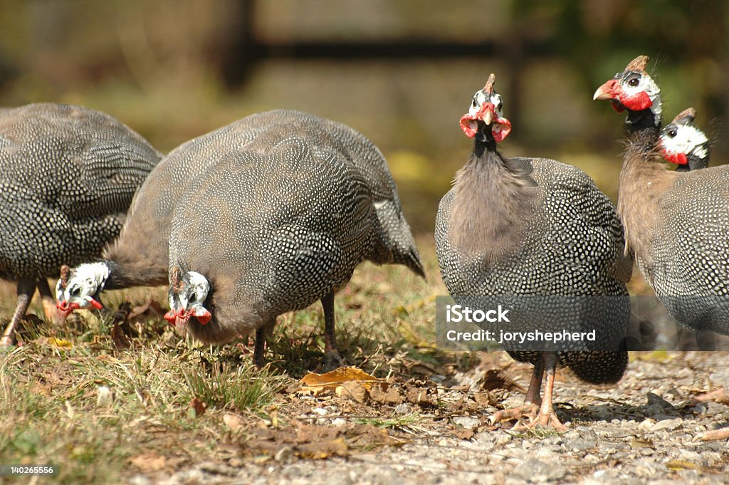 Guinea Fowls - Foto de stock de Alimentar libre de derechos