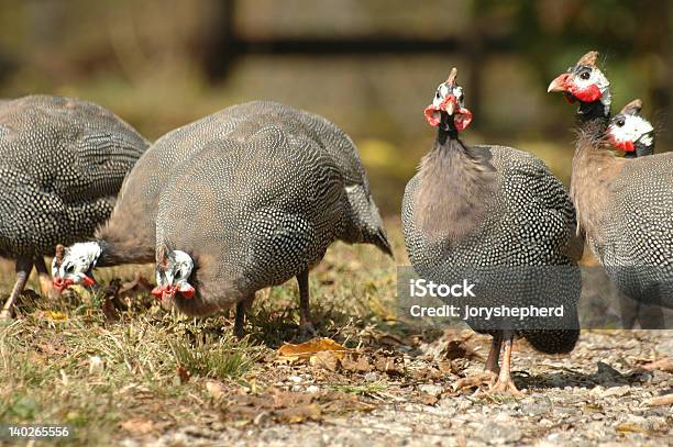 Guinea Fowls Foto de stock y más banco de imágenes de Alimentar - Alimentar, Ave de corral, Establo