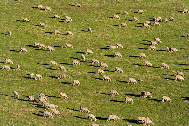 Sheeps stock photo