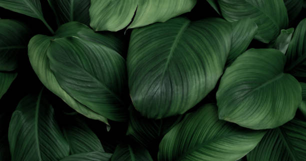 istock Dark Green Tropical Leaf Group Background Concept Banner Background Of Nature 1402655865