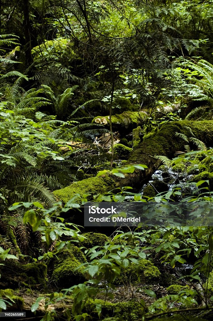 Green Forest - Lizenzfrei Adlerfarn Stock-Foto
