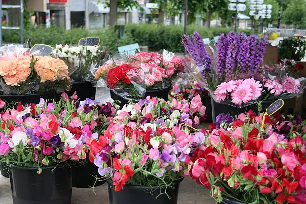 Market-place in a little town in the south of Sweden showing a lot of buckets with different kind of flowers and colours