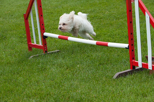 White Dog jumping over a hurdle / jump