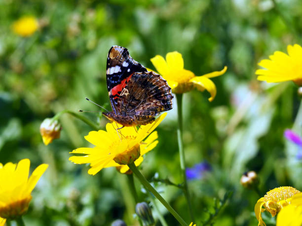 istock Vanessa atalanta butterfly on a yellow flower 1402656791