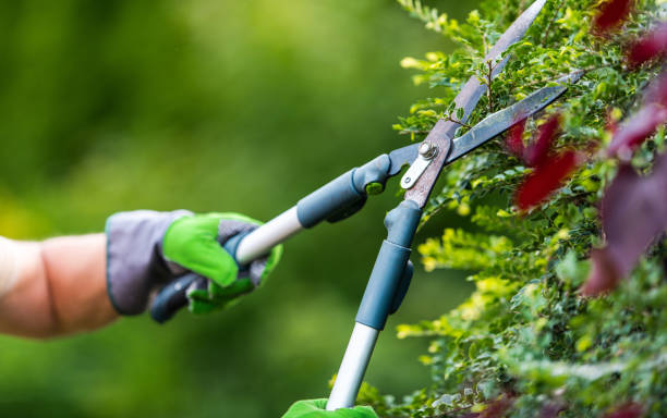 istock Male Caucasian Gardener Trimming Plants with Secateurs 1402657599