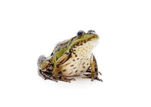 One green spotted frog isolated on a white background.