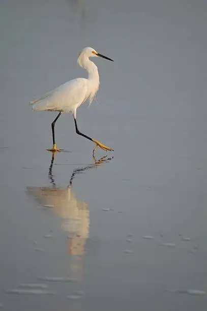 Photo of White Heron