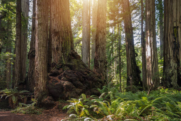 incredibile foresta di sequoie di vecchia crescita - lumber industry timber tree redwood foto e immagini stock
