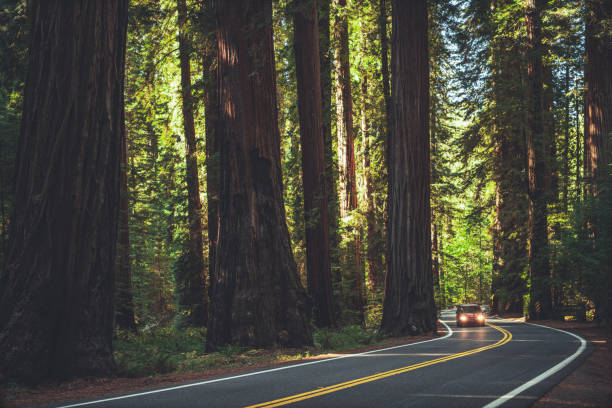 carretera redwood de california - lumber industry timber tree redwood fotografías e imágenes de stock