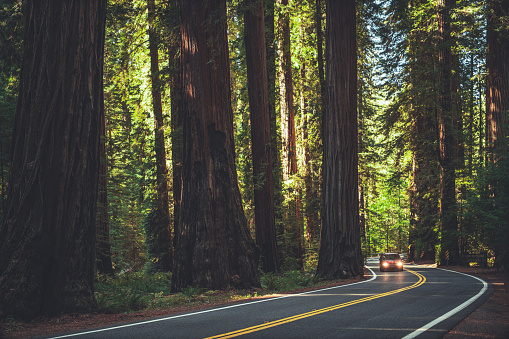 Northern California Famous Redwood Highway. Summer Woodland Scenery.