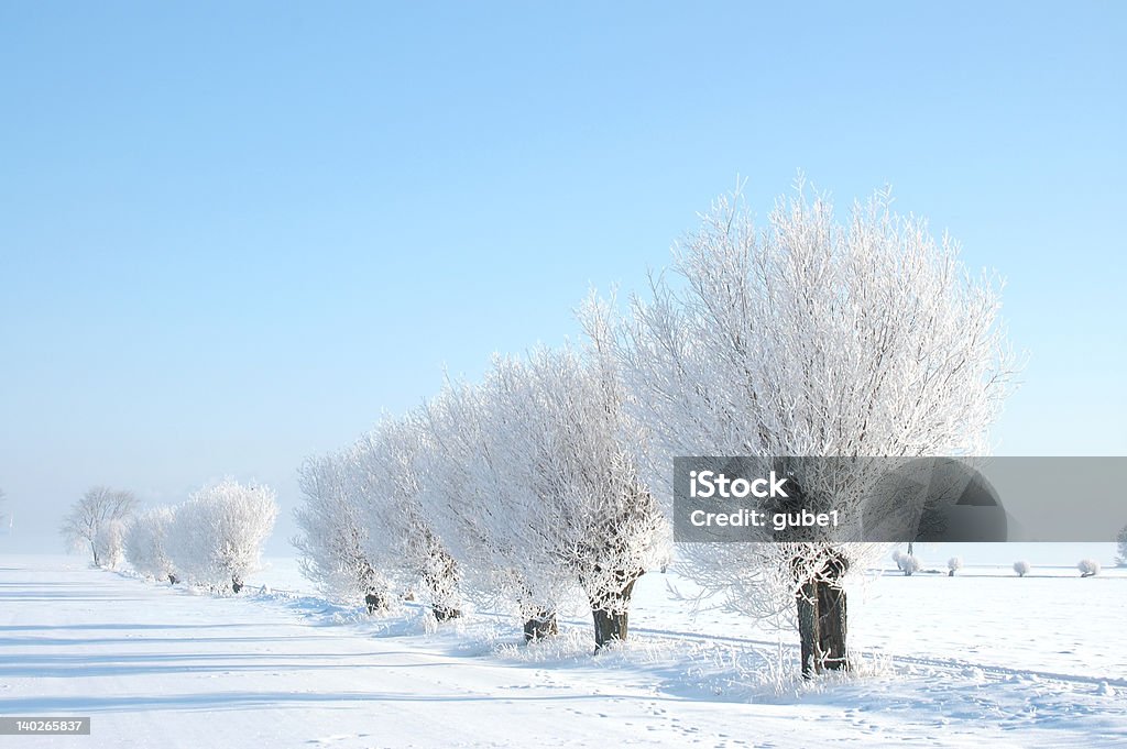 Willow árvores no inverno - Foto de stock de Skane royalty-free