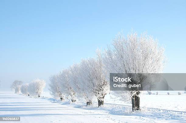 Árvores De Salgueiro De Inverno - Fotografias de stock e mais imagens de Skane - Skane, Inverno, Salgueiro