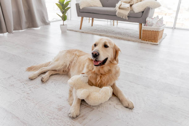 istock Golden retriever dog at home interior 1402659269