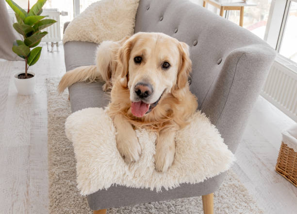 istock Golden retriever dog at home interior 1402659285