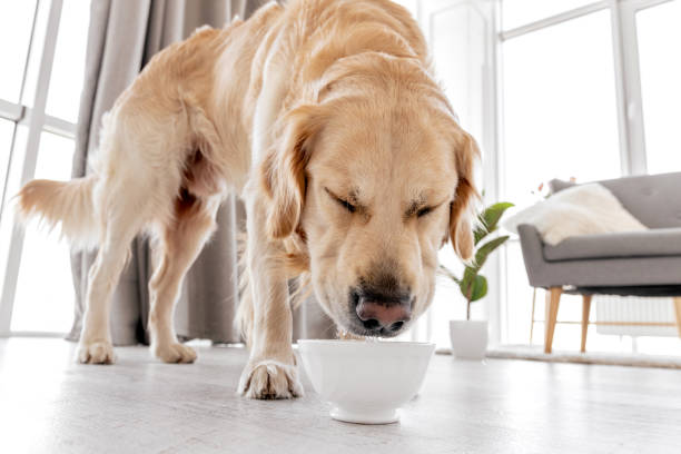 istock Golden retriever dog at home interior 1402659407