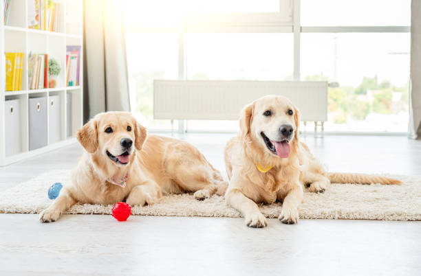 istock Golden retrievers lying next to balls 1402659817
