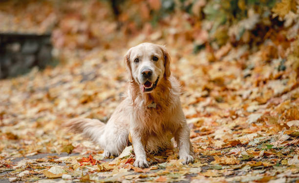 istock Golden retriever dog in park 1402659838