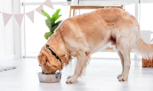 istock Golden retriever dog eating 1402659872