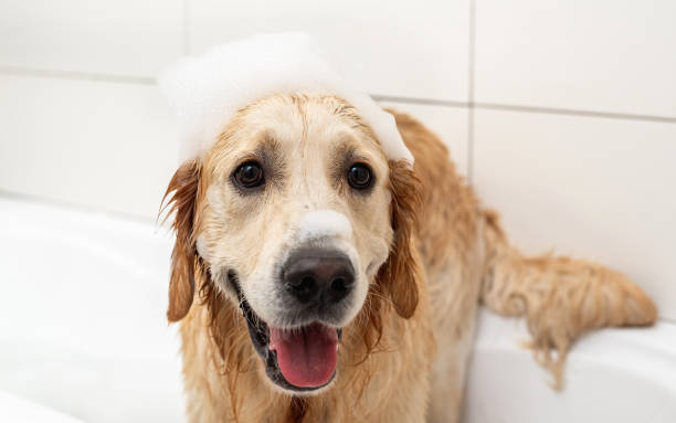 istock Golden retriever dog with foam on head 1402659889