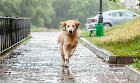 Golden retriever dog running under rain along park path