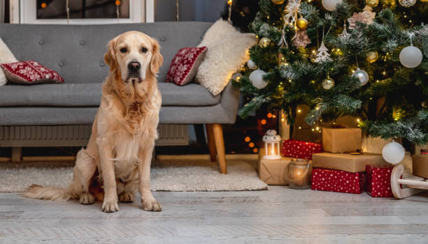 istock Golden retriever dog under christmas tree 1402659919