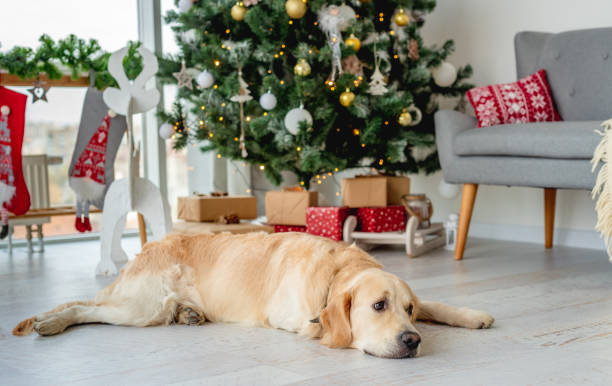 istock Golden retriever dog under christmas tree 1402659922