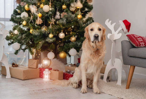 istock Golden retriever dog under christmas tree 1402659937