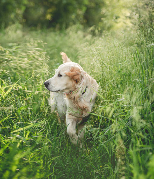 istock Lovely golden retriever walking through grass 1402659966