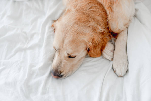 istock Golden retriever dog in the bed 1402660032