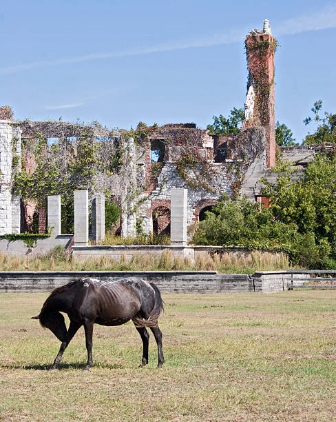 affamato wild horse carnegie estate - cumberland island georgia island history foto e immagini stock