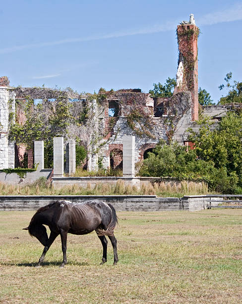 Hungry Wild Horse Carnegie Estate Mrs. Carnegie released her wild horses on Cumberland Island after she died in the early 1900's. A herd of wild horeses is still there, fending for and feeding themselves (National Park). cumberland island georgia photos stock pictures, royalty-free photos & images