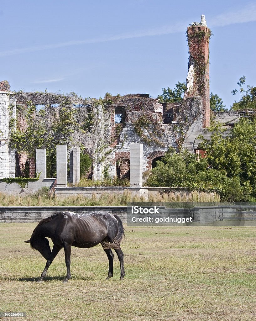 Głodny Wild Horse Carnegie nieruchomości - Zbiór zdjęć royalty-free (Cumberland Island)