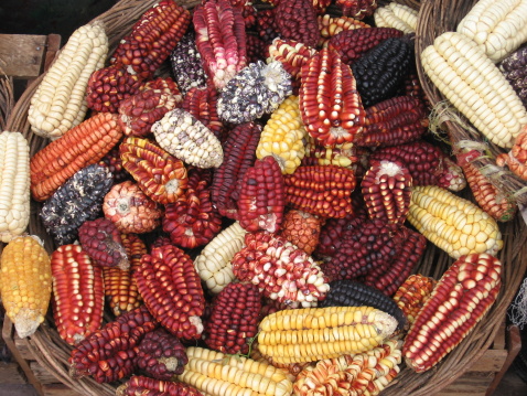Red, yellow, white, black and mixed colors in the corn (mais) of Peru...
