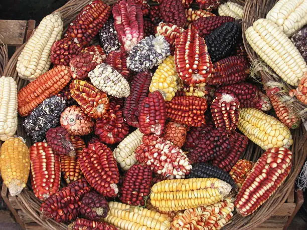Photo of The colorful corn of Peru together in a basket