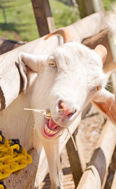 istock goat eating hay and looking playfully at camera 1402662207
