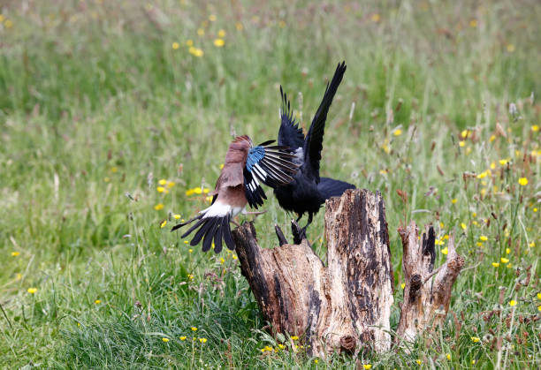 istock Jay and a jackdaw fighting on a log in a meadow 1402662660
