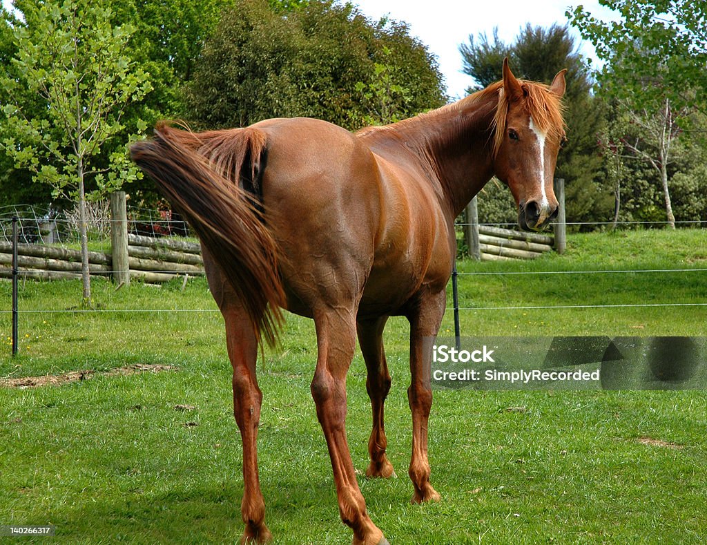 Vista traseira - Foto de stock de Cavalo - Família do cavalo royalty-free