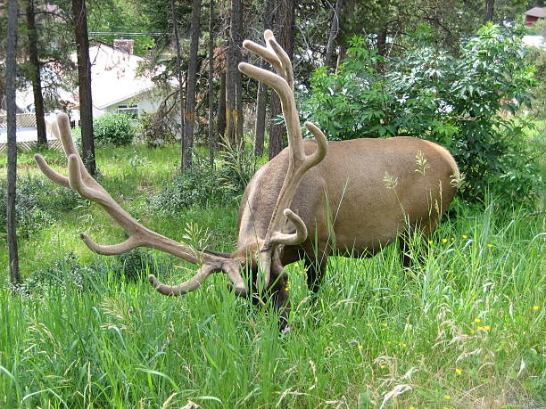 Jasper National Park, Canada, Grazing Elk stock photo