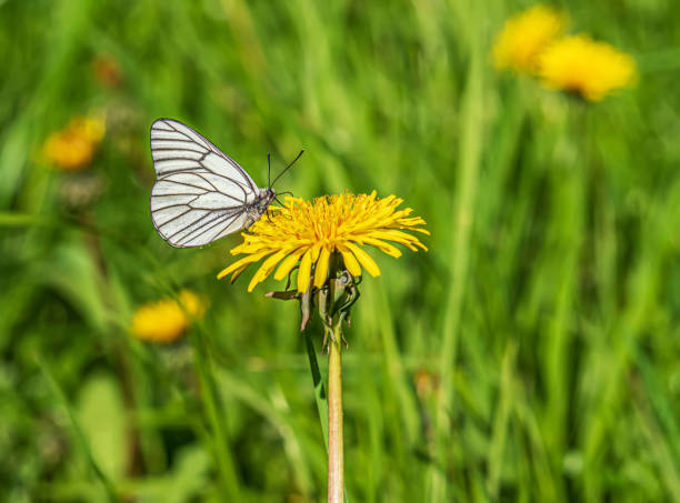 istock Large white butterfly is sitting on a dandelion flower. Cabbage butterfly close-up. 1402663347