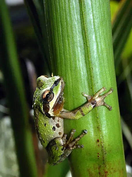tree frog climbing plant stalk