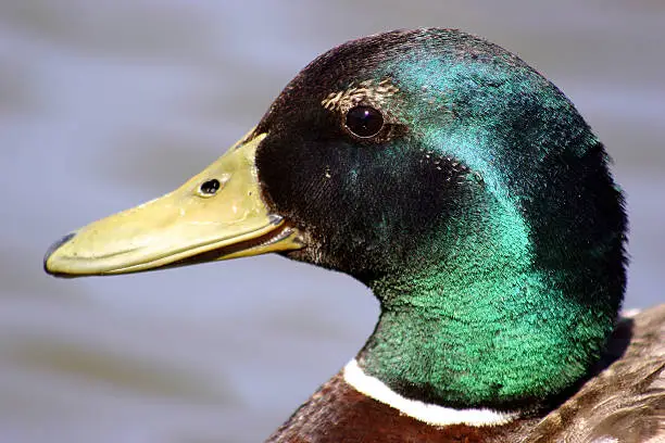 closeup of a mallard duck