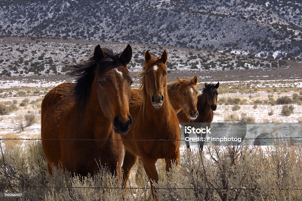 Curioso caballos - Foto de stock de Aire libre libre de derechos