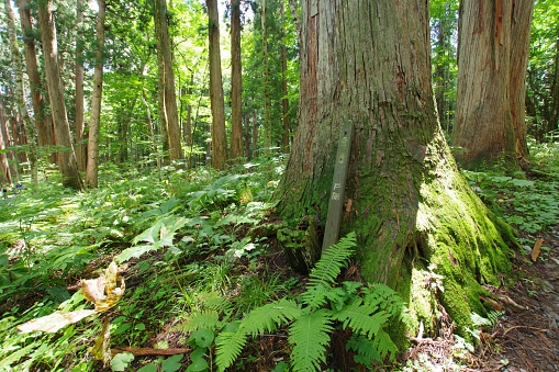 Nagano,Japan August 11, 2020: This is Togakushi in Nagano Prefecture, Japan. A long, long time has passed and huge cedars are growing. Moss grows on the trunk and ferns grow around it. The area is very quiet. When I took this picture, I encountered a bear.