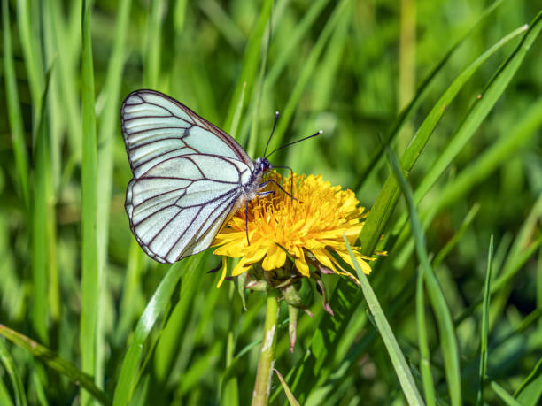 istock Large white butterfly is sitting on a dandelion flower. Cabbage butterfly close-up. 1402666721